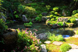 実光院 契心園のシュウカイドウ