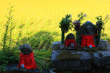 大原 石仏と稲穂