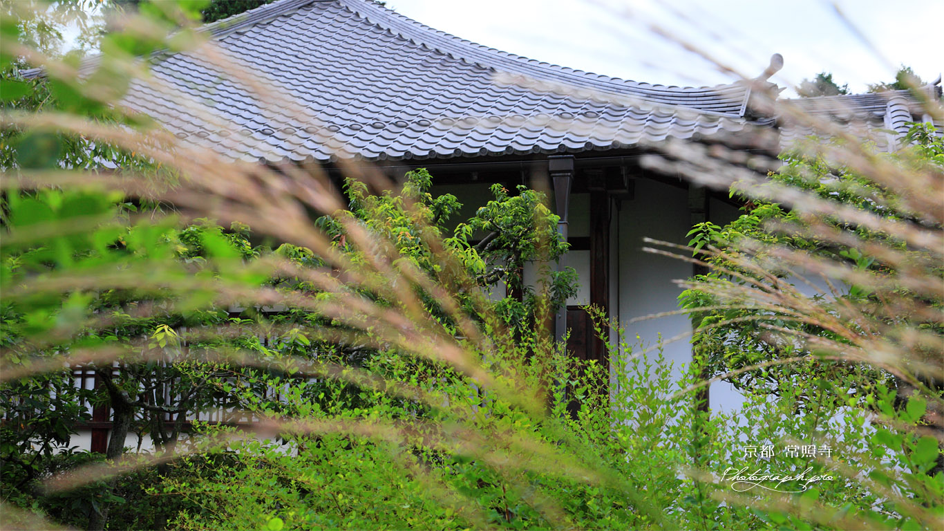 常照寺 ススキ越しの本堂 壁紙