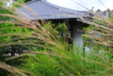 常照寺 ススキ越しの本堂