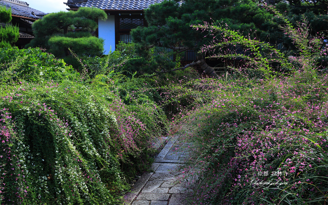 京都常林寺 参道のハギ 壁紙
