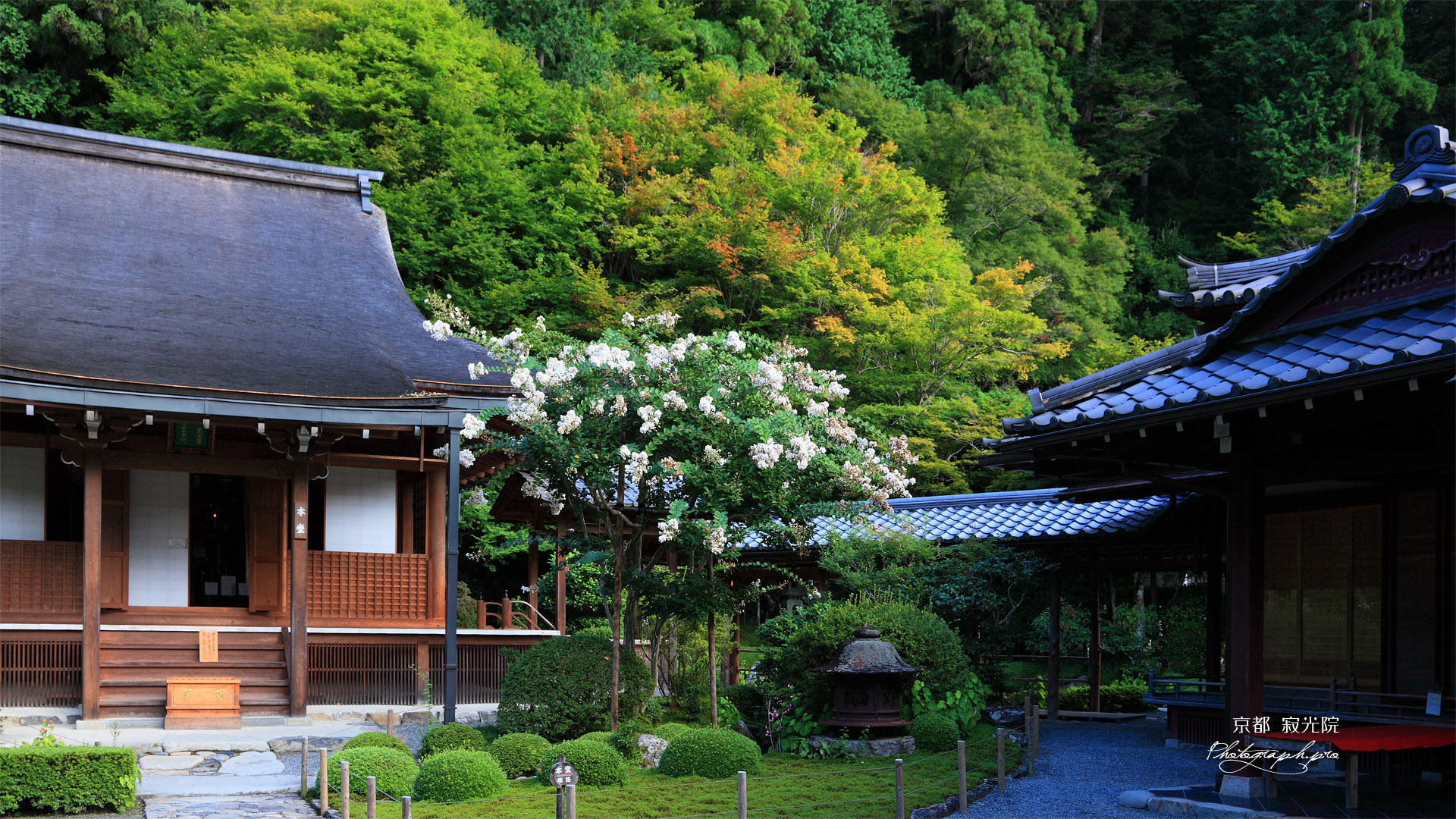 寂光院 サルスベリと本堂