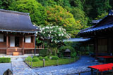 寂光院 サルスベリと本堂