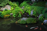 寂光院 錦鯉と秋海棠