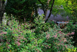 寂光院 萩と本堂