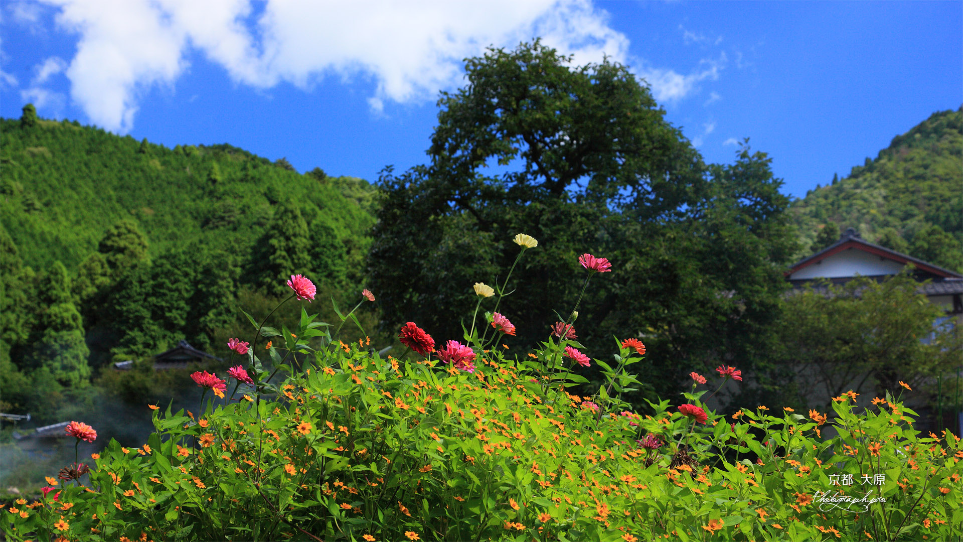 大原 小菊