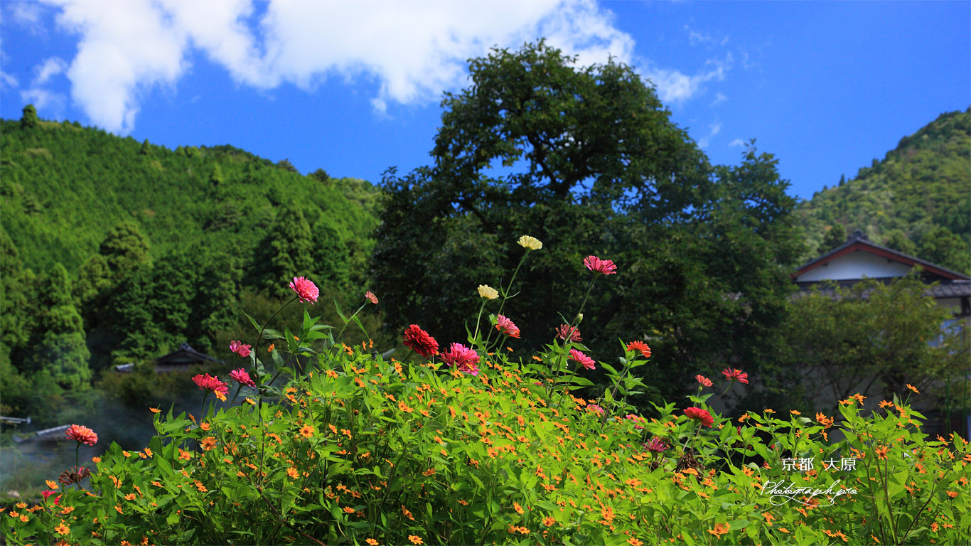 大原 小菊 壁紙