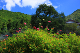 大原 小菊