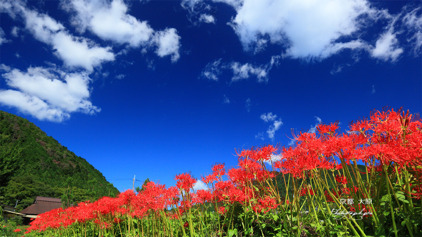 大原 曼珠沙華と紺碧の空 壁紙
