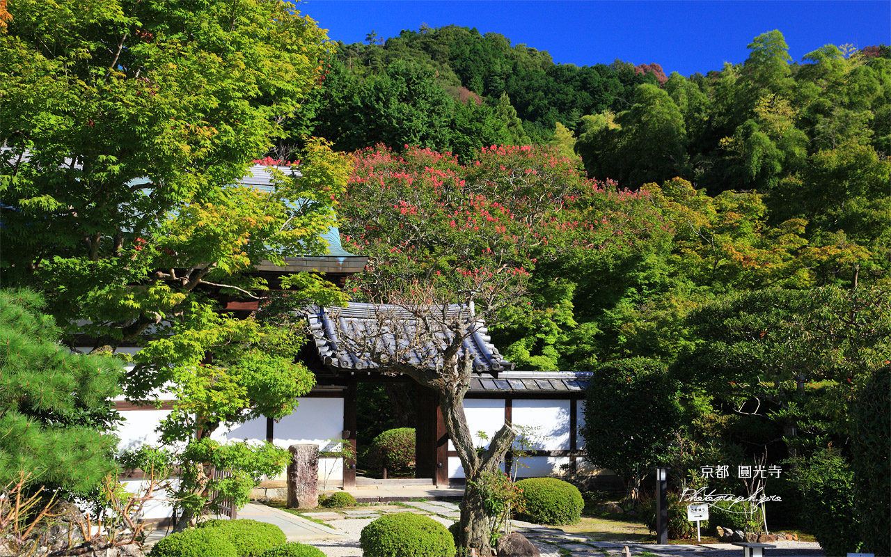 圓光寺 中門とサルスベリ 壁紙