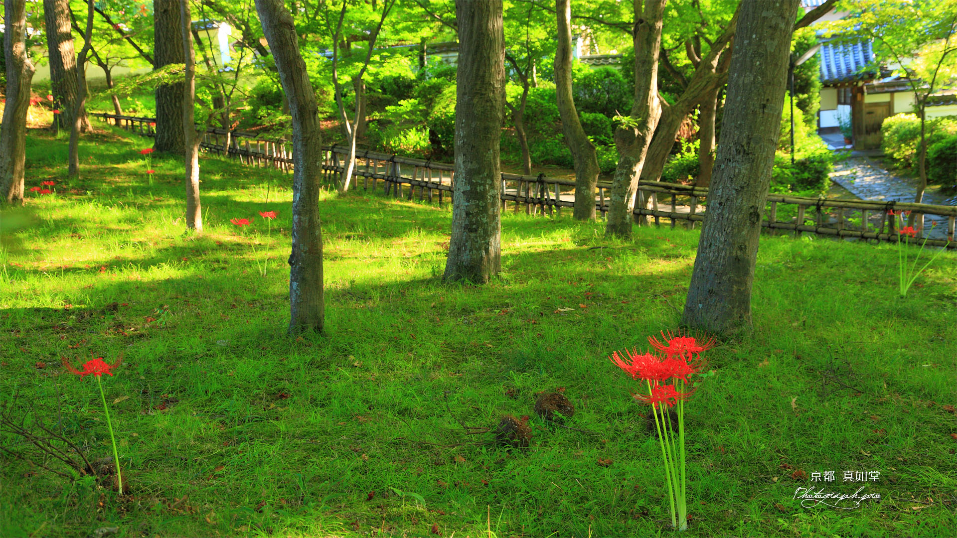 真如堂の彼岸花