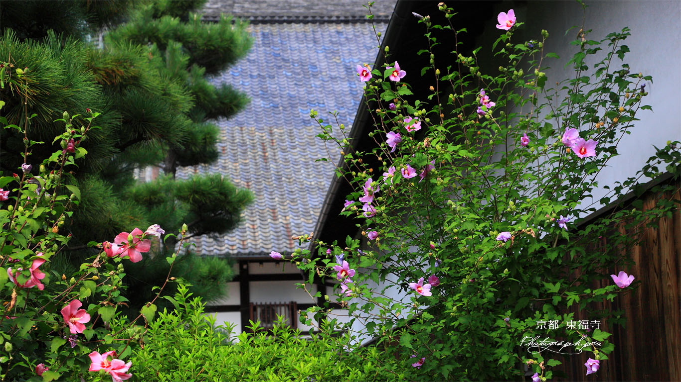東福寺のタチアオイ 壁紙