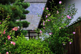 東福寺のタチアオイ