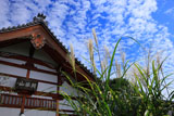 東福寺塔頭願成寺のススキ