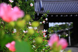 芙蓉越しの立葵と東福寺南門