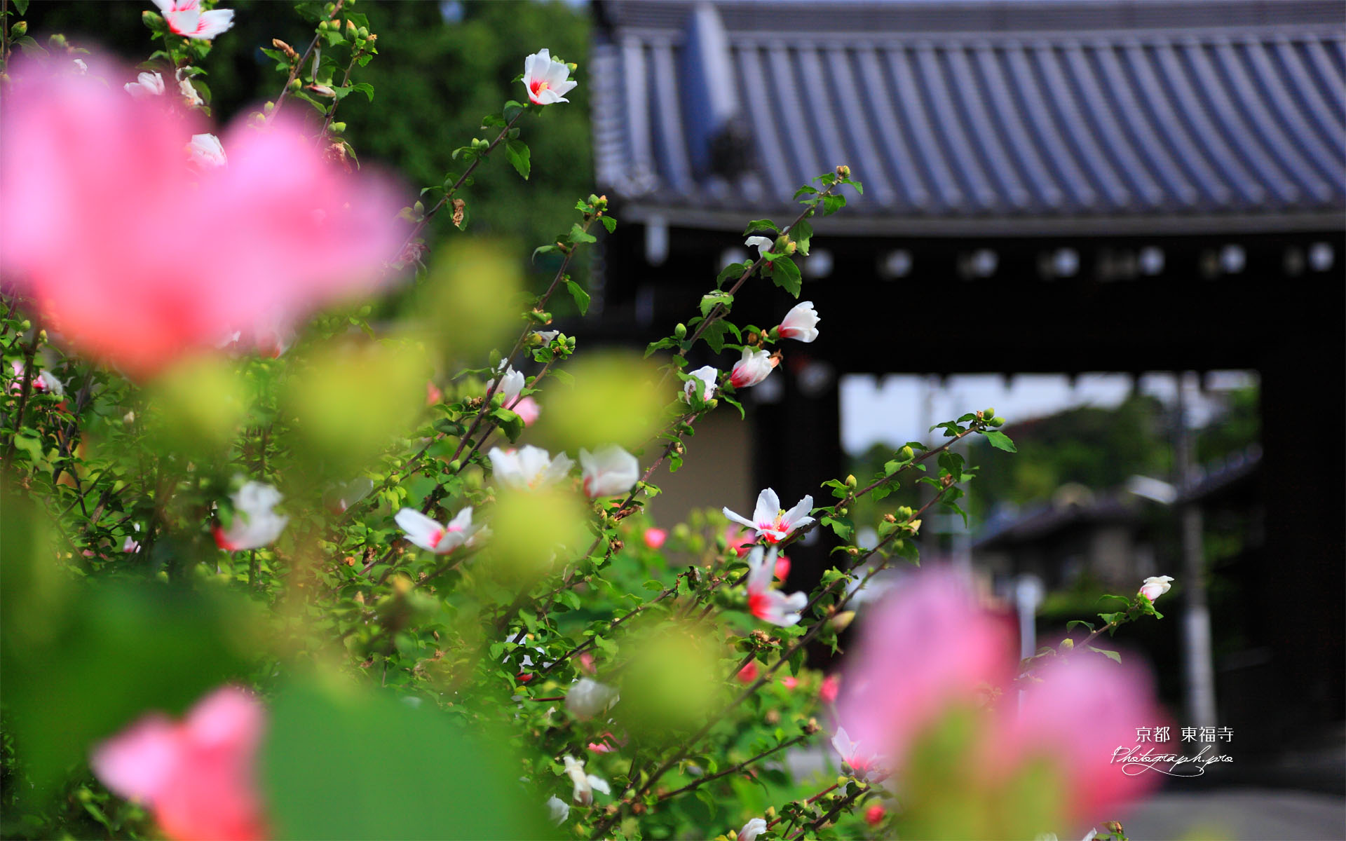 芙蓉越しの立葵と東福寺南門