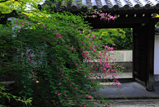 明暗寺