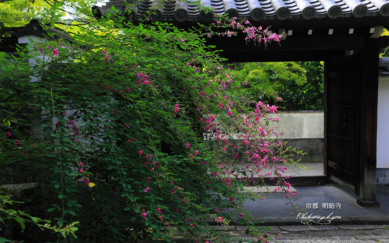 明暗寺 萩と山門 壁紙