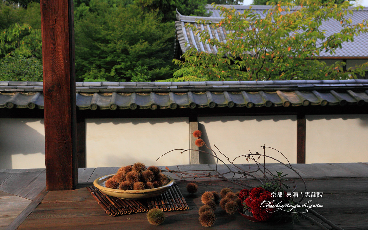 泉涌寺雲龍院 龍華殿のクリ 壁紙