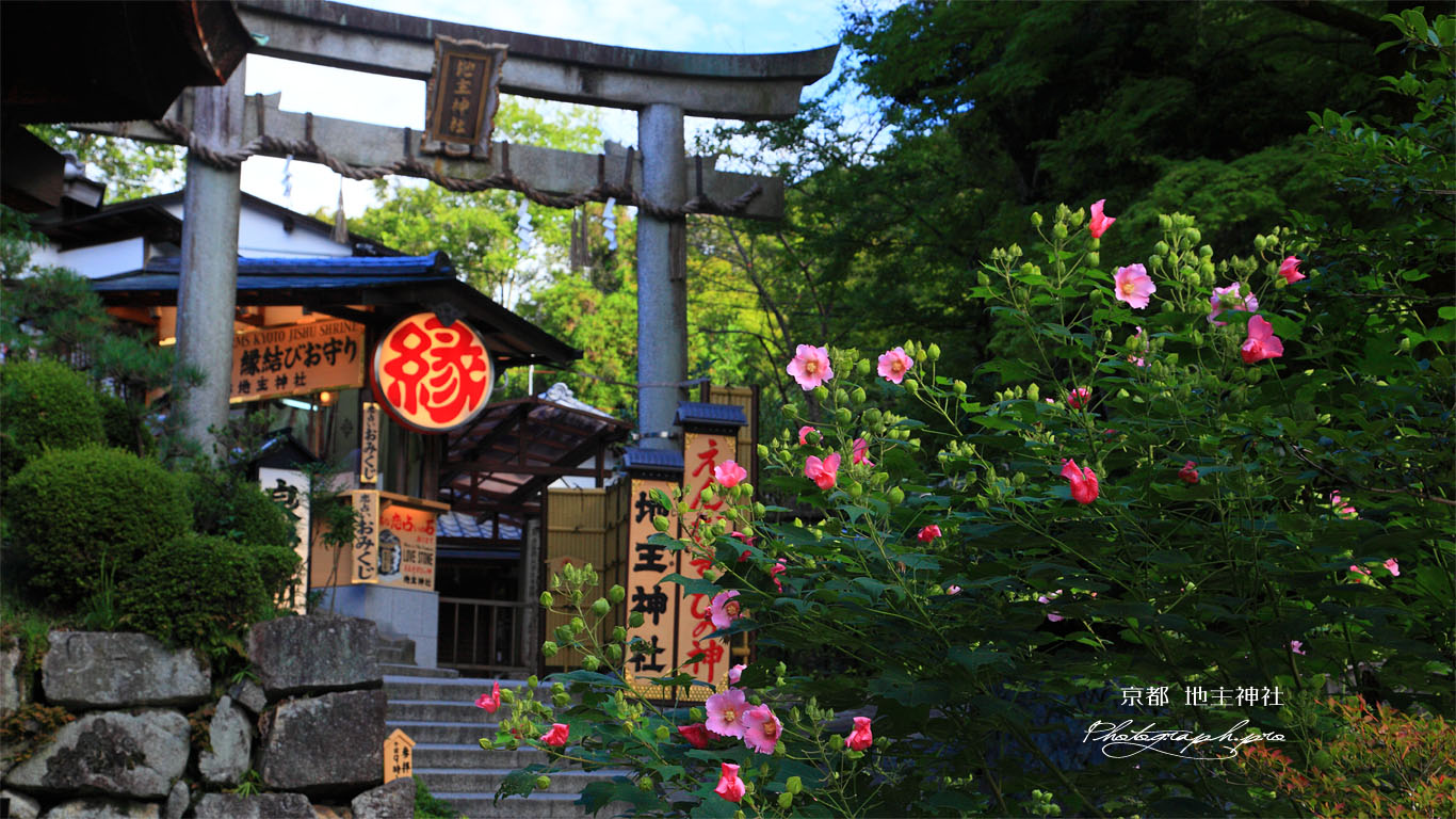 芙蓉と地主神社 壁紙