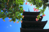 サルスベリと東寺五重塔