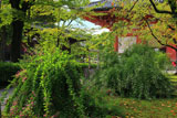 東寺の萩