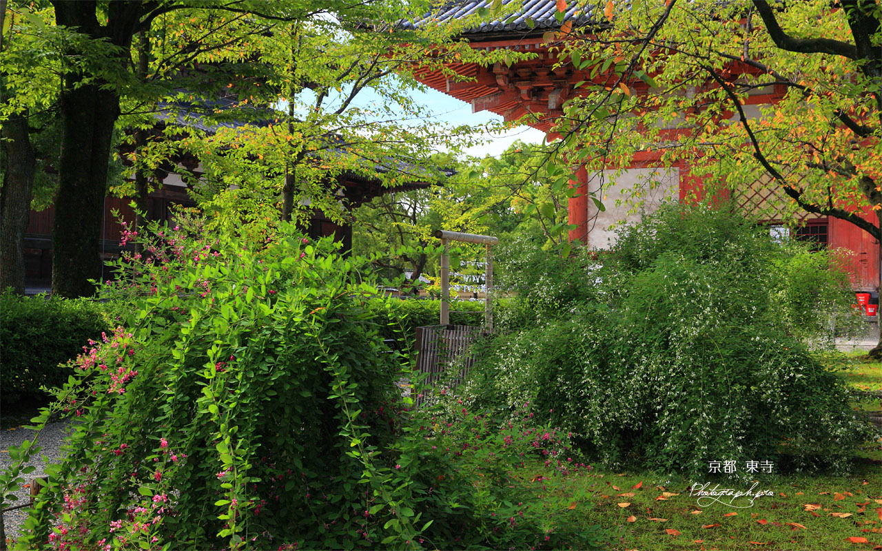 東寺の萩 壁紙