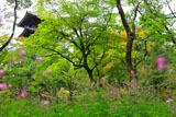萩と仁和寺五重塔