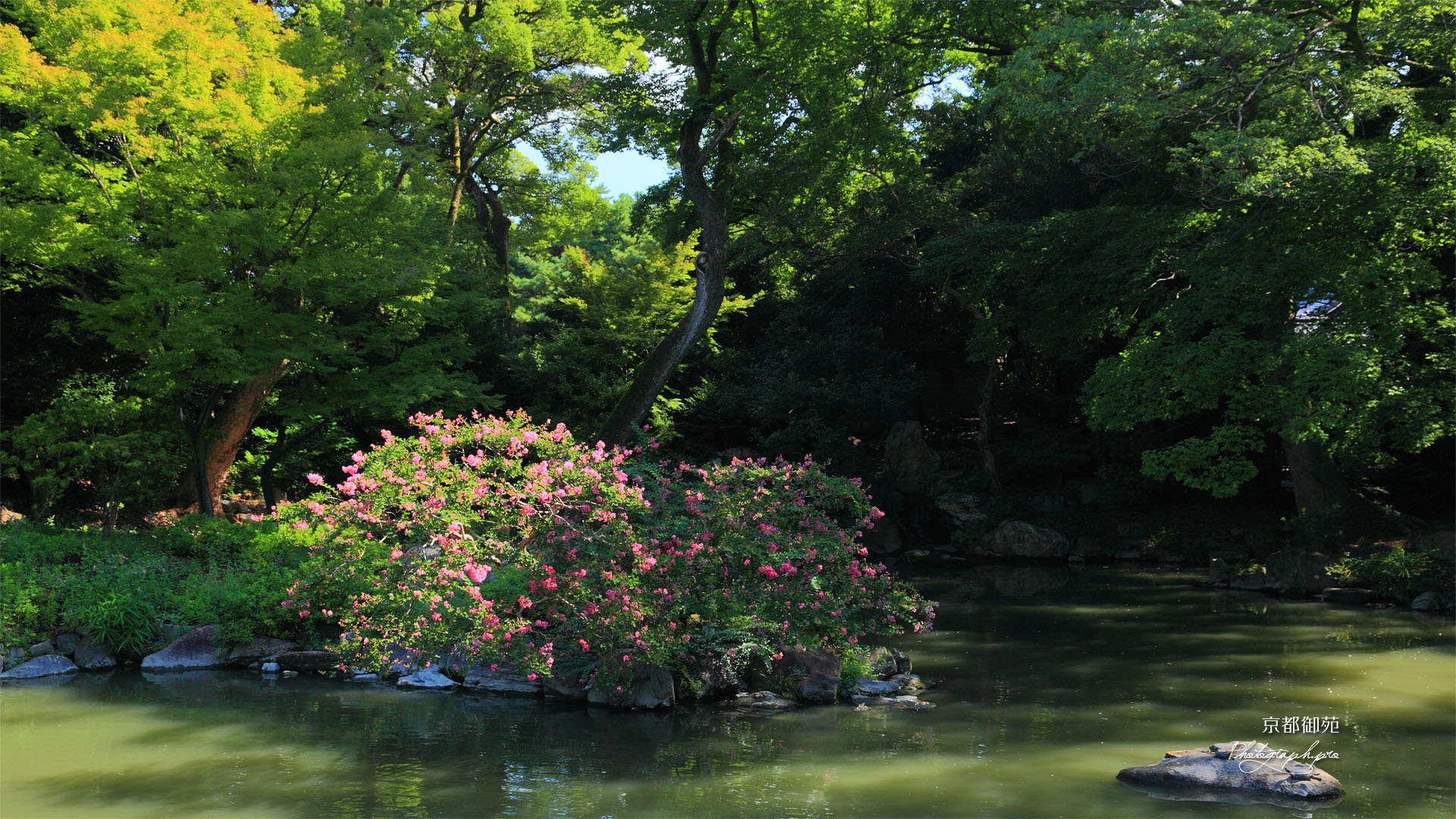 京都御苑九條池のサルスベリ