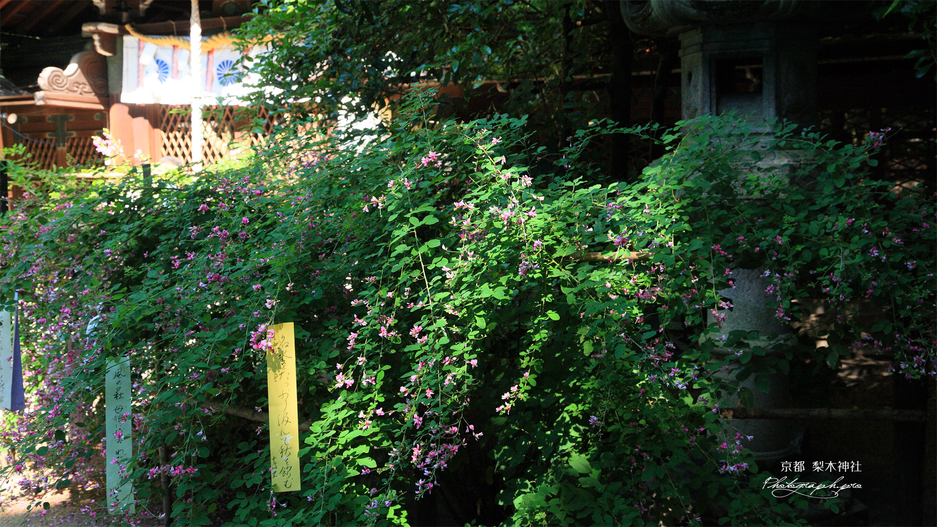 梨木神社 ハギと本殿