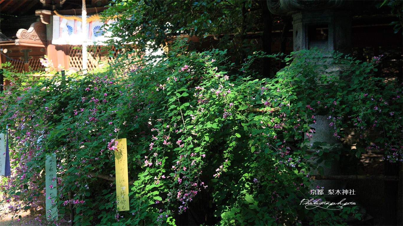 梨木神社 ハギと本殿 壁紙