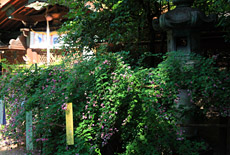 梨木神社