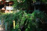 梨木神社