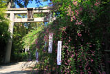梨木神社 ハギと二の鳥居