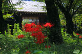 平野神社 ヒガンバナと南門