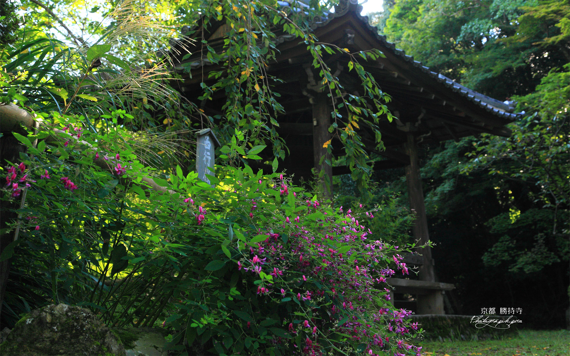 京都勝持寺 ハギと鐘楼堂
