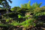 京都金蔵寺 ハギとススキ