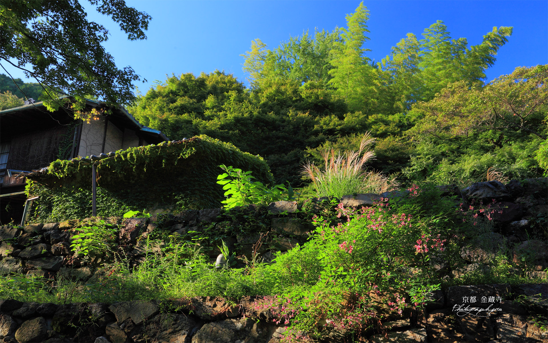 京都金蔵寺 ハギとススキ