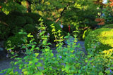 京都正法寺 カリガネソウ