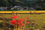 京都大原野 彼岸花