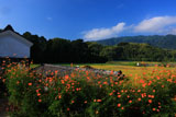 京都大原野 キバナコスモス