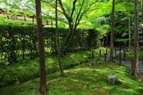 妙心寺桂春院 裏庭の杉苔