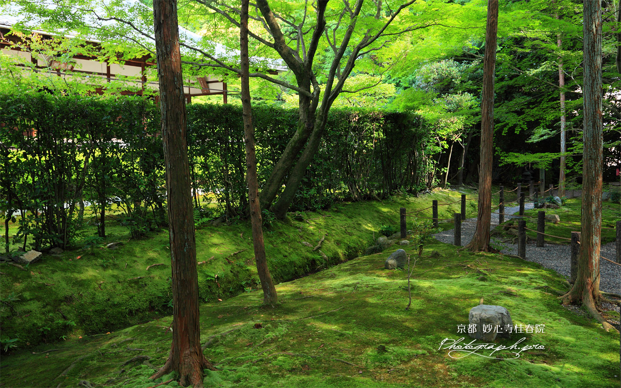 妙心寺桂春院 裏庭の杉苔 壁紙