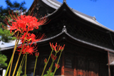 妙心寺