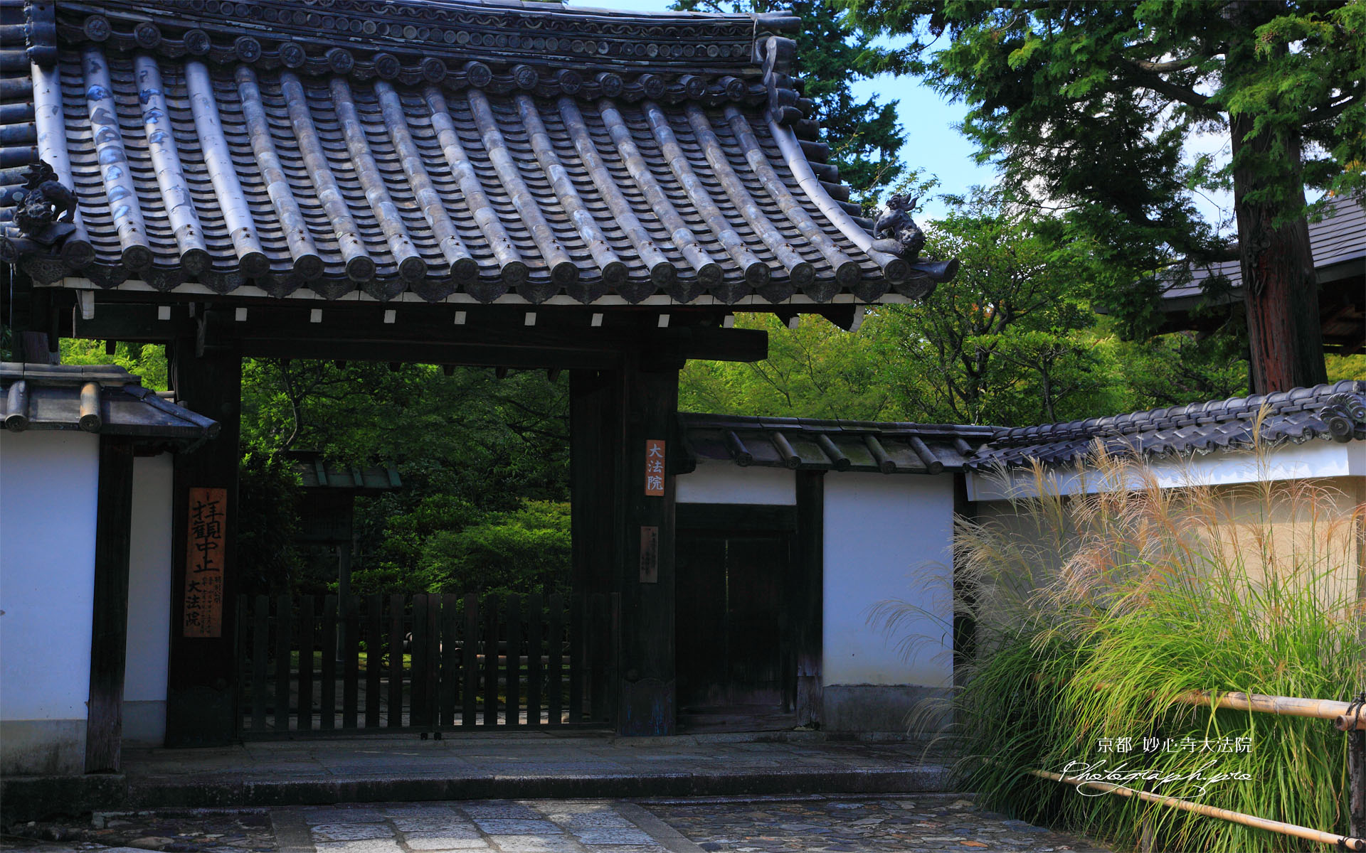 妙心寺大法院のススキ