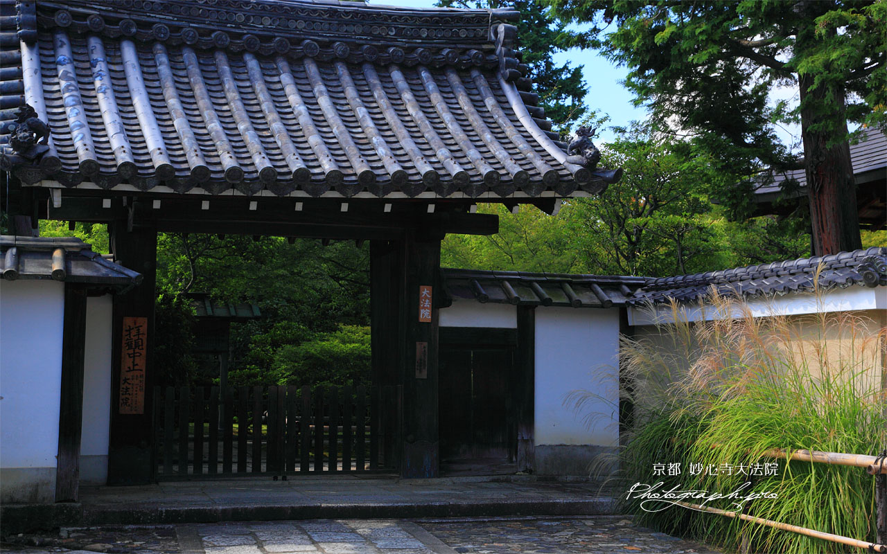 妙心寺大法院のススキ 壁紙