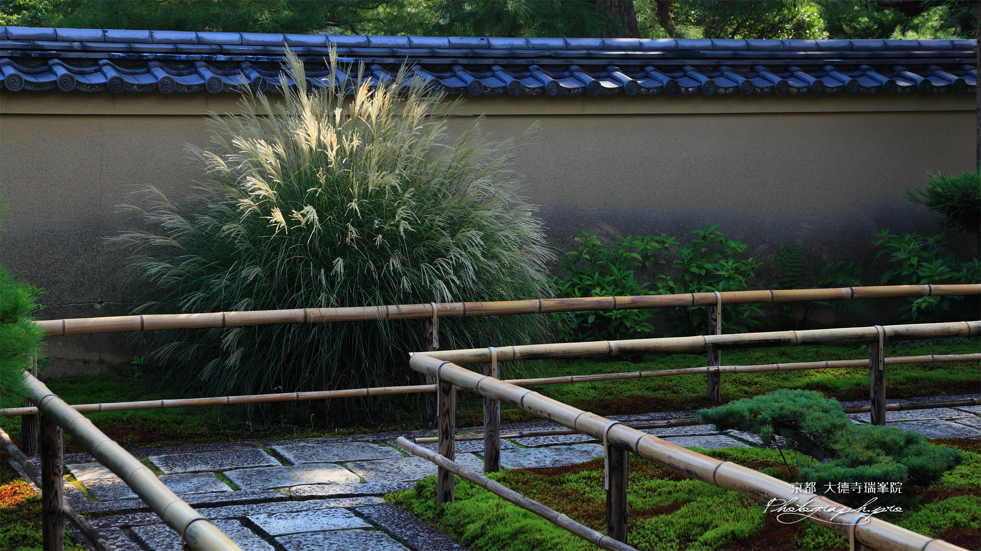 大徳寺瑞峯院 芒