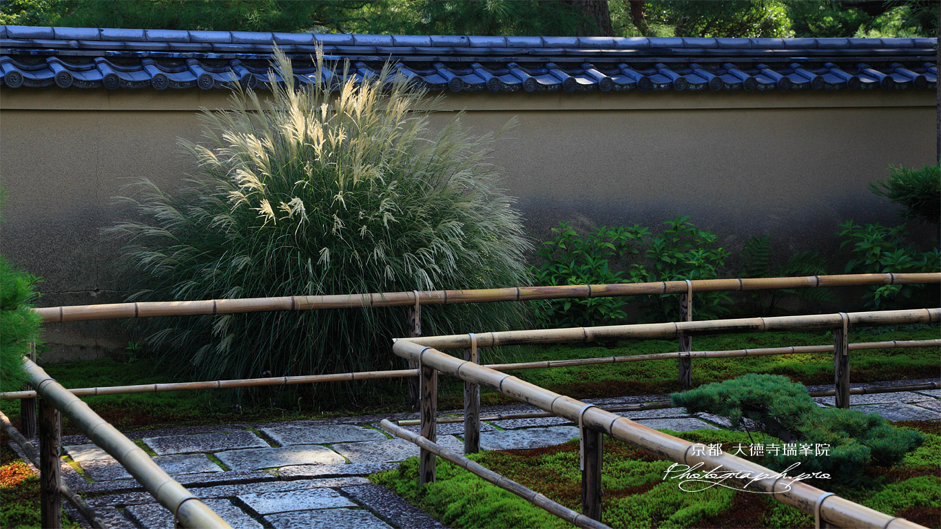 大徳寺瑞峯院 芒 壁紙