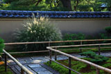 大徳寺瑞峯院 芒