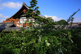 聚光院 ハギと大徳寺庫裡